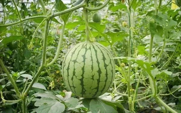 热门吃瓜事件途径,真相与谣言的较量