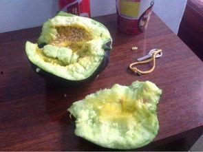 赖瓜吃瓤吗,揭秘它吃瓤的秘密