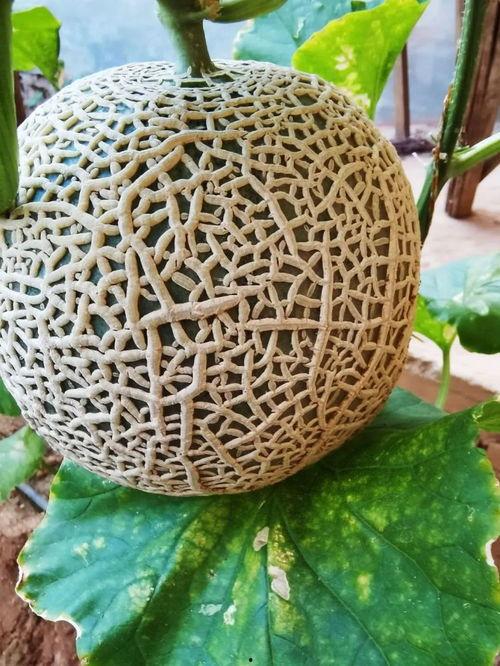 丝纹瓜怎么吃,解锁夏日清新美味