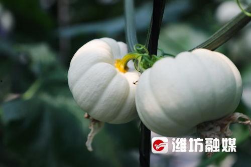 潍坊楼上吃瓜,邻里纷争背后的社会现象解析