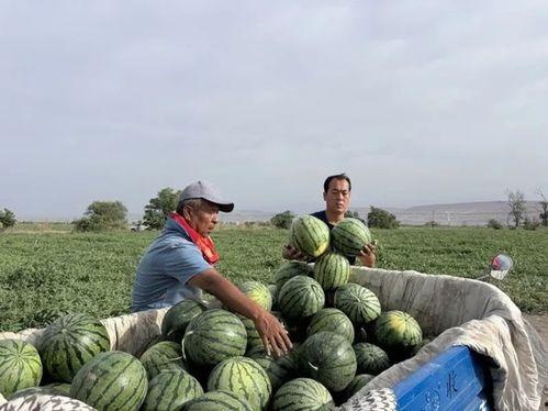 吃瓜考古区,探寻历史背后的瓜田传奇