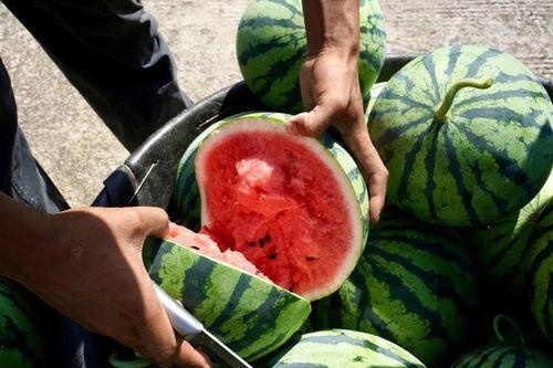 吃瓜群众种西瓜,夏日田园生活新体验