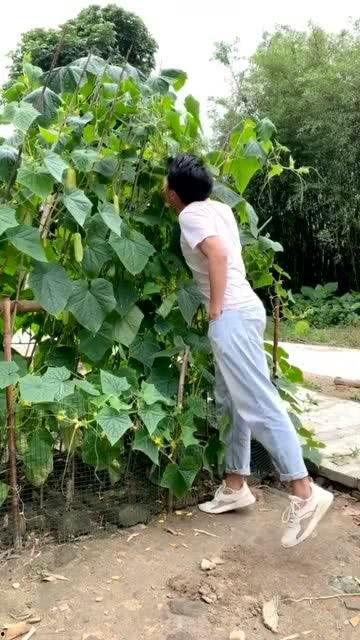 心心吃瓜,揭秘娱乐圈那些不为人知的幕后故事