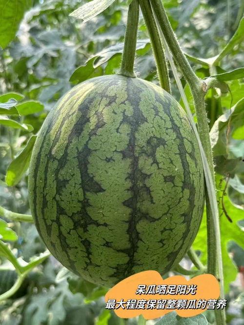 帝王套吃瓜视频,揭秘宫廷秘闻，吃瓜群众围观宫廷风云