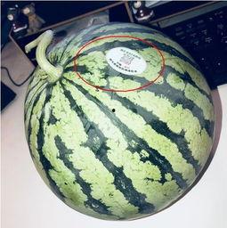 网红吃瓜视频,揭秘娱乐圈幕后真相