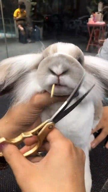 理发不忘吃瓜,享受生活新体验