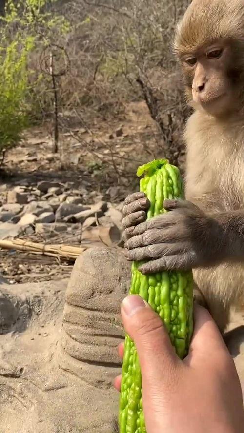 猴子吃瓜简述,趣味横生的自然奇观