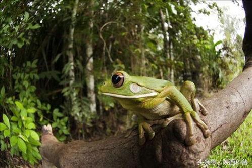 吃瓜杨小蛙,揭秘娱乐圈背后的那些事儿