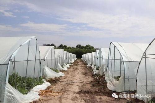 临夏的吃瓜事件,一场引发热议的街头冲突背后