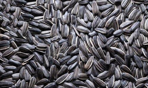 吃瓜不要吐瓜子,尽享无“瓜”之乐