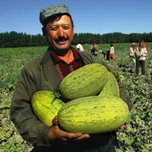 东大门吃瓜,揭秘美食背后的故事