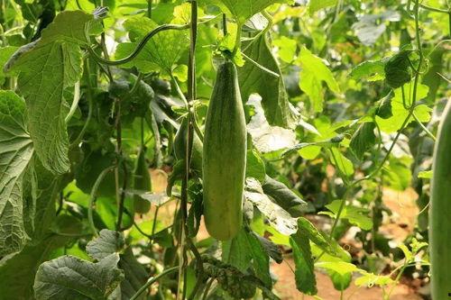 吃瓜就来瓜园了下一句,跟随“吃瓜就来瓜园了”探寻美食之旅