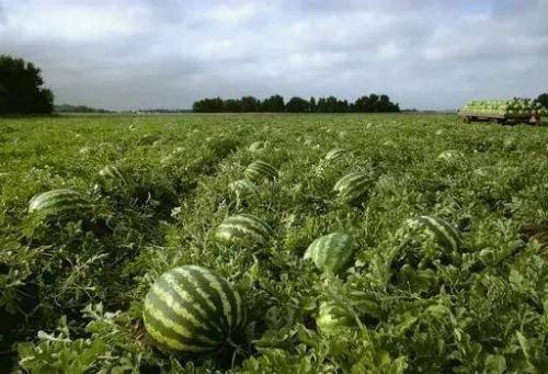 楚国吃瓜,揭秘古代宫廷的“吃瓜”文化