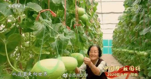 瓜瓜吃瓜演讲,揭秘网络舆论场的狂欢与反思