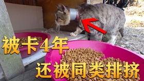 亳州吃瓜事件视频,一场网络热议的街头冲突瞬间