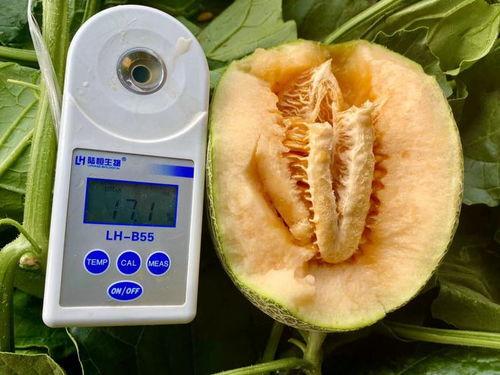 张店吃瓜合集,揭秘网络热点的背后故事