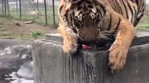 老虎吃瓜图片,老虎与瓜的奇妙邂逅