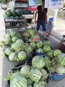 金乡的吃瓜事件,一场引发热议的街头冲突揭秘